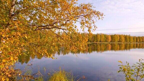 芬兰的秋天鹤拍摄的风景与金秋的树木和湖泊