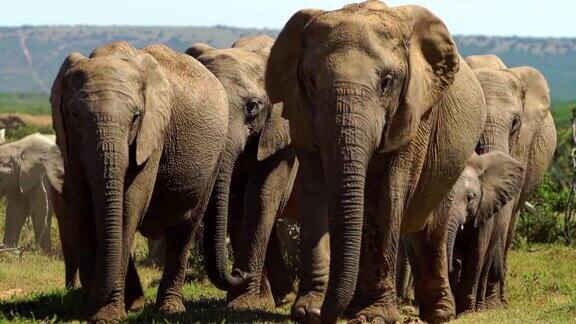 一群大象在慢镜头中拍打着耳朵