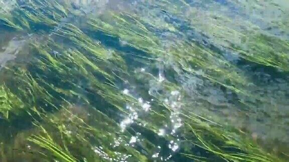 河底沙质的水藻耀眼的阳光照射在水面上