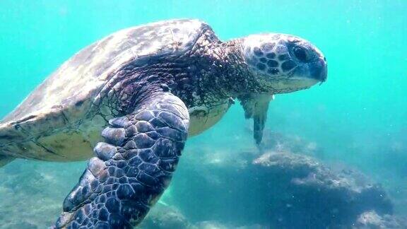 水下游泳的夏威夷绿海龟