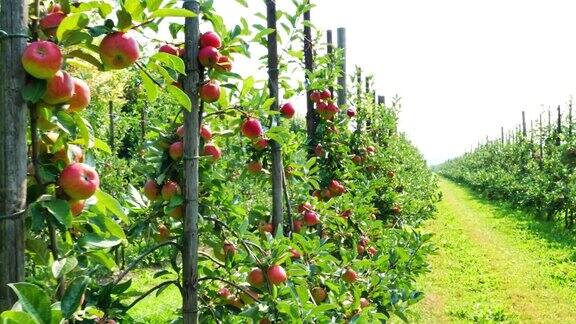 夏天新鲜成熟的苹果挂在树上等待收割
