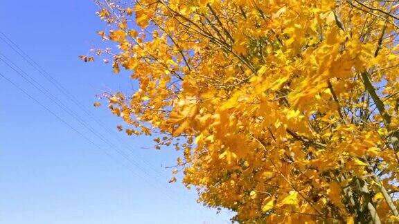 蓝色的天空衬托着黄色的枫叶秋天的风景大自然的鲜艳色彩秋叶季节的细节视频片段阳光明媚的一天天气预报一个好心情以上的观点副本的空间