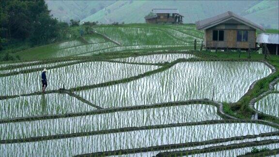 农民在稻田里行走的两张照片