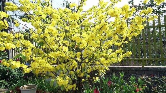 黄杏花盛开枝头芬芳预示着春天的来临