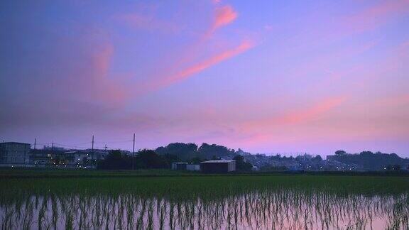 稻田倒映着夕阳下的天空稻田在风中摇曳
