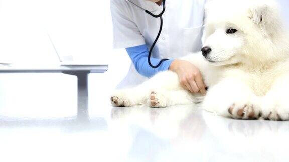兽医在兽医诊所的桌子上检查宠物狗