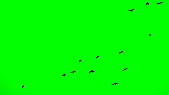 绿色的屏幕循环背景从小鸟从右下方飞到上方和左侧