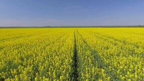 农田里盛开着黄色的油菜花映衬着蔚蓝的天空鸟瞰图