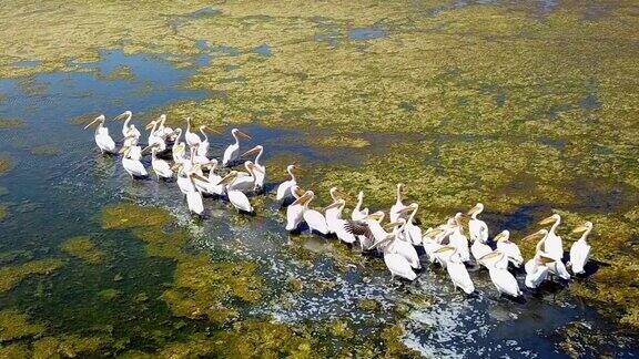 在多瑙河三角洲的一个盐湖上一大群大白鹈鹕