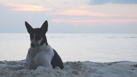 日落时沙滩上的狗