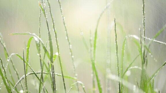 雨中草木的细节浅的景深