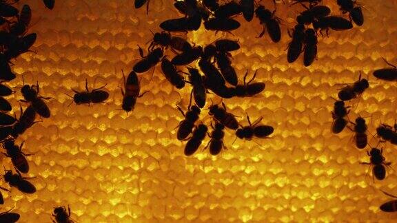 蜂箱里蜜蜂的剪影