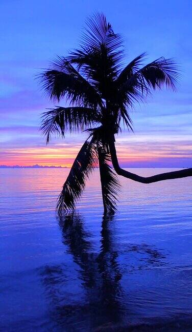 黄昏背景下的椰子树(垂直)