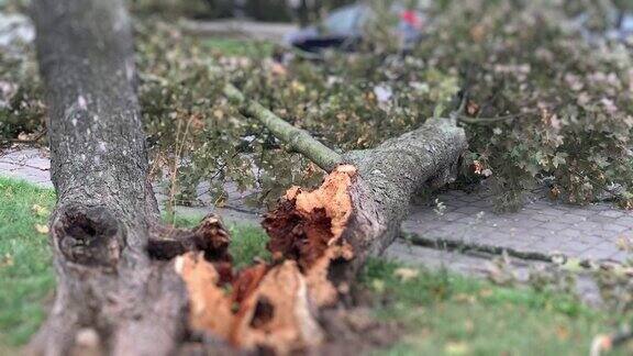 一棵树倒在街上的汽车上