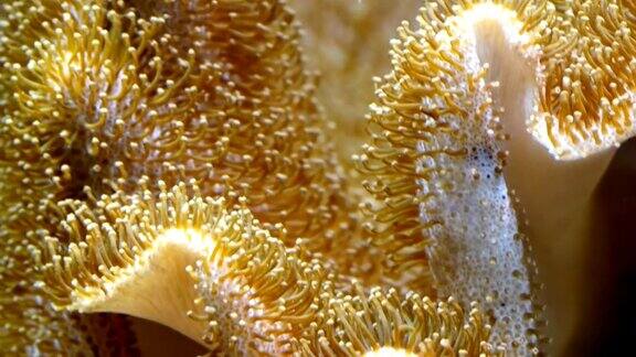 白色和棕色的珊瑚在海底生长
