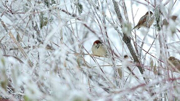 冬天树丛中的一群麻雀