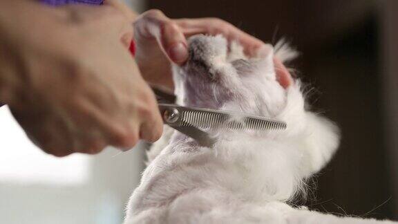兽医诊所的美容师为白色马尔济斯小玩具狗梳理毛发专业宠物美容镜头近距离拍摄视频剪辑美丽的毛小狗在兽医诊所