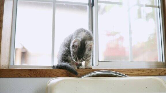 可爱的小猫在阳光明媚的窗口清洁自己等待被收养