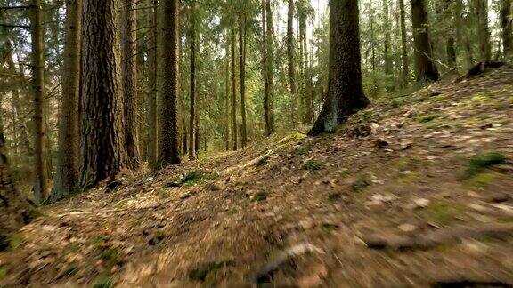 在森林小路上飞行的相机拍摄