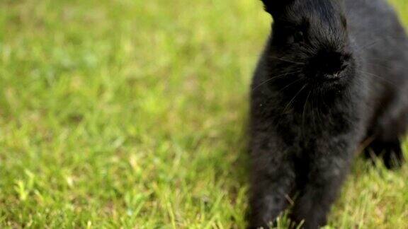 黑兔子在绿草地上