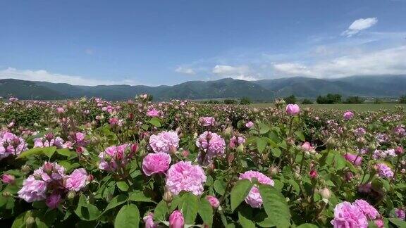 4k克里米亚粉红色大马士革油玫瑰丛在山背景局部聚焦