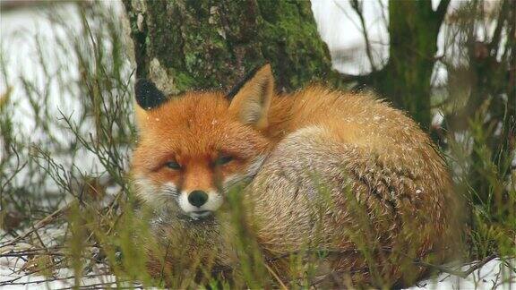 睡醒了狐狸