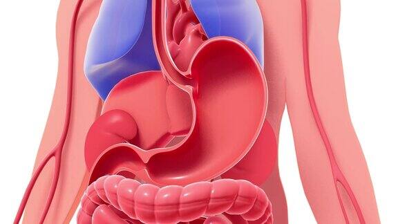 人体解剖的三维动画在凸现胃部和肠道