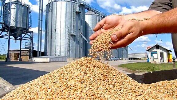 小麦是成功农民的粮食