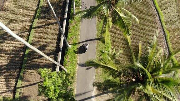 一个人骑着摩托车穿过棕榈树