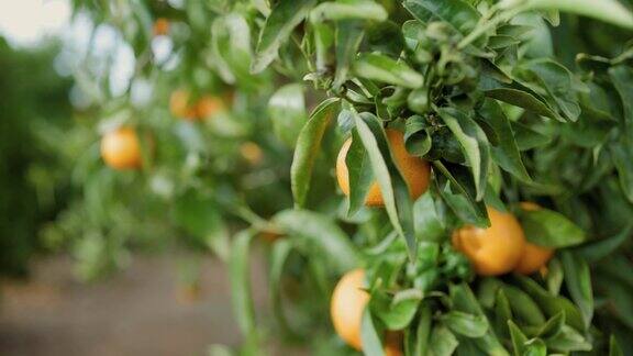 橘子在树上橘子和橙子在树上成熟水果长在树上普通话橘子慢动作视频4k