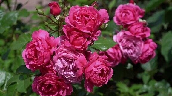 粉红色的玫瑰花被风轻轻吹动美丽的粉红色玫瑰花