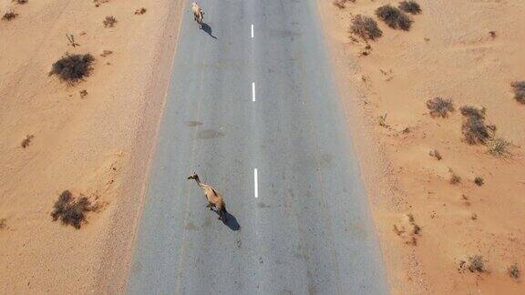 鸟瞰图骆驼行走在阿拉伯联合酋长国沙漠中的沙漠道路
