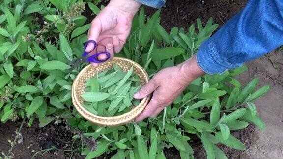 园丁收集新鲜鼠尾草叶放入柳条篮子