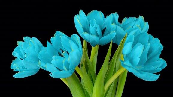 黑色背景上美丽的蓝色郁金香花束时间推移复活节生日春天情人节节假日4k
