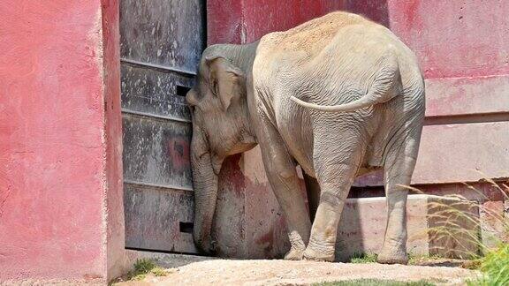 一只大象在西班牙撞门