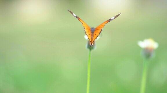 慢镜头橙色蝴蝶在夏季的花上飞舞