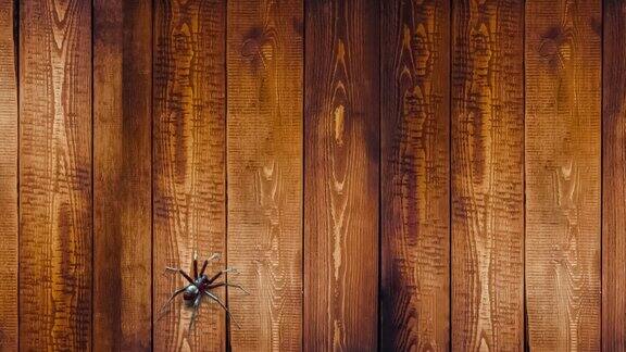 蜘蛛漫游在木墙动画4K