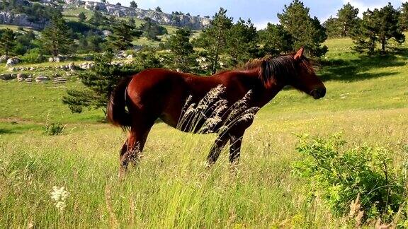 栗色的马在绿色的田野上吃草