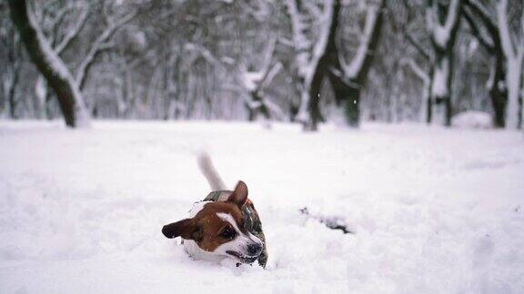 杰克罗素梗狗在雪中玩耍
