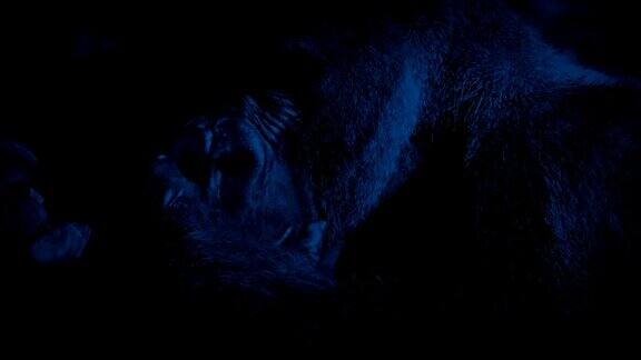 银背大猩猩在夜晚的丛林中进食