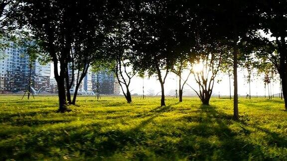 阳光穿过城市公园的树木镜头在移动慢动作