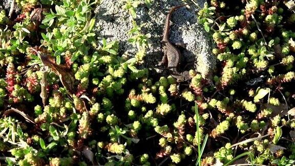 普通蝾螈在春天爬行
