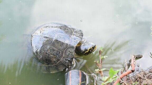 乌龟是池塘里的爬行动物