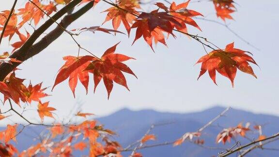 枫树的秋叶在风中摇曳