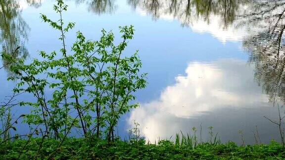 池塘边美丽的树