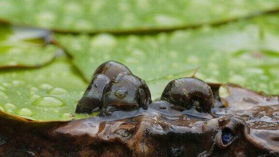 池塘里一只蜗牛在睡莲叶子上爬行