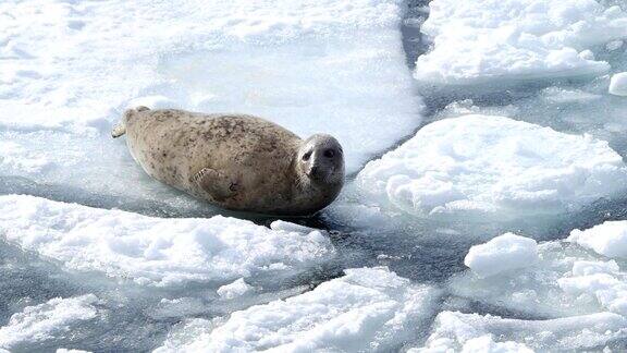可爱的海豹在北海道的冰上