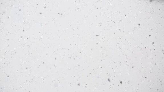 自然降雪孤立地落在白色背景上