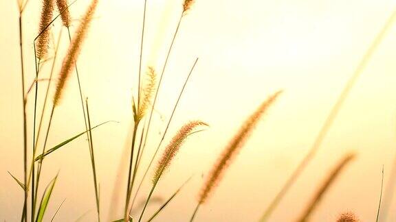 小草在美妙的阳光下