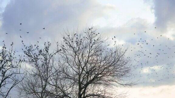 所有的鸟都是从一棵树开始的